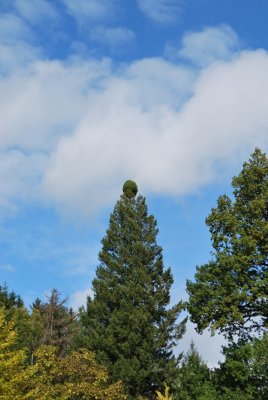 Pseudotsuga menziesii - douglaska tisolistá s čarověníkem